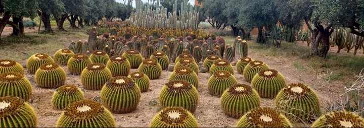 кактусы кактусы