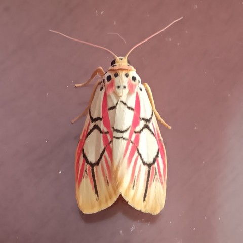 мотылек пикассо мотылек пикассо