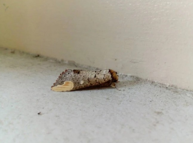 цумаки-сячихоко