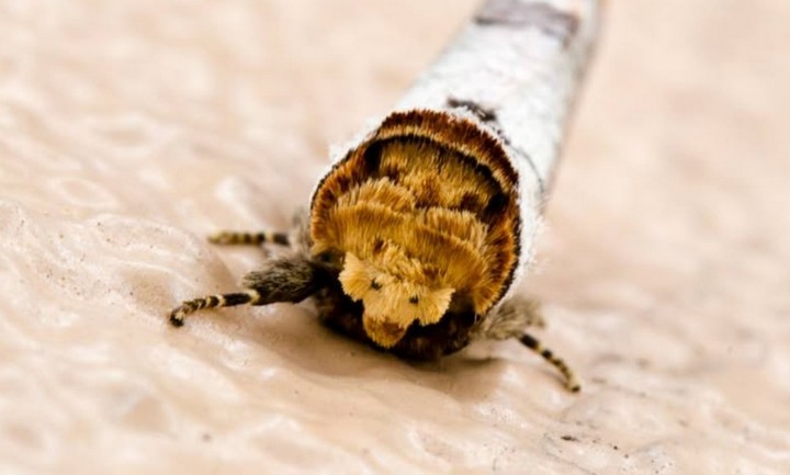 мотылек-маскировочник