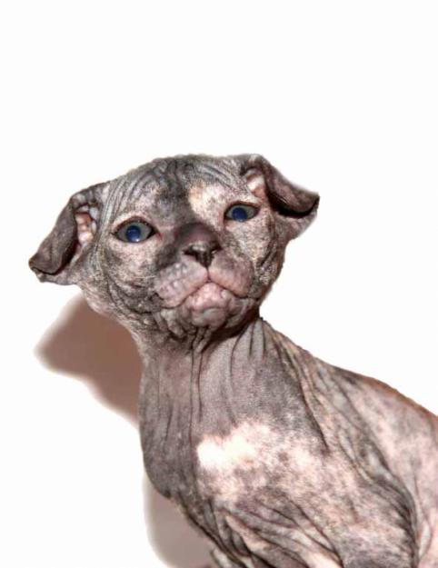 глаза украинского левкоя крупным планом