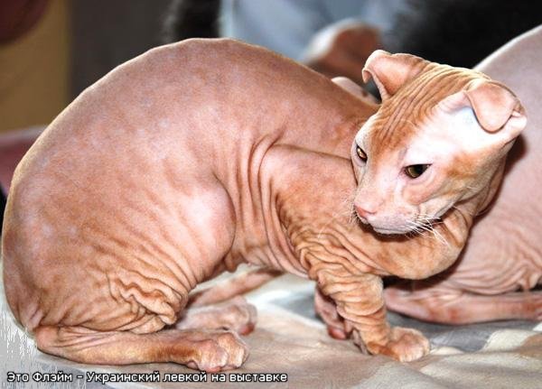 левкой с выраженными складками кожи