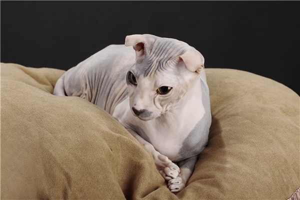 украинский левкой с вытянутым телом