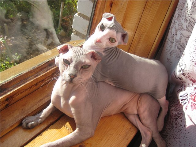 украинский левкой в расслабленной позе