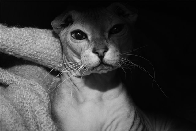 левкой в домашней обстановке