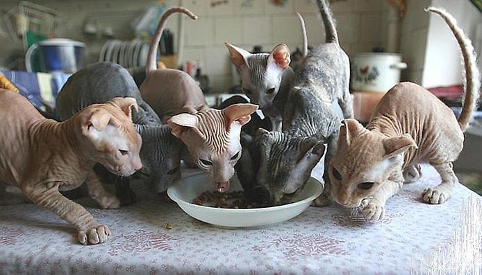 котенок украинского левкоя