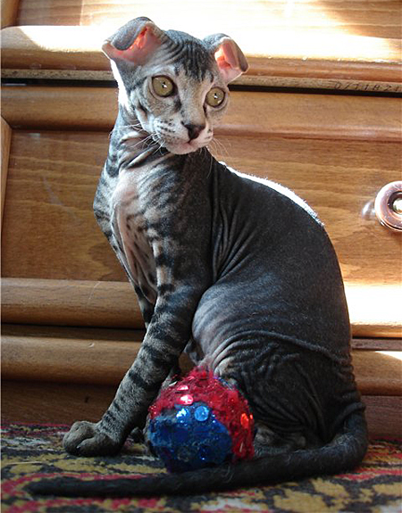 украинский левкой в домашней обстановке