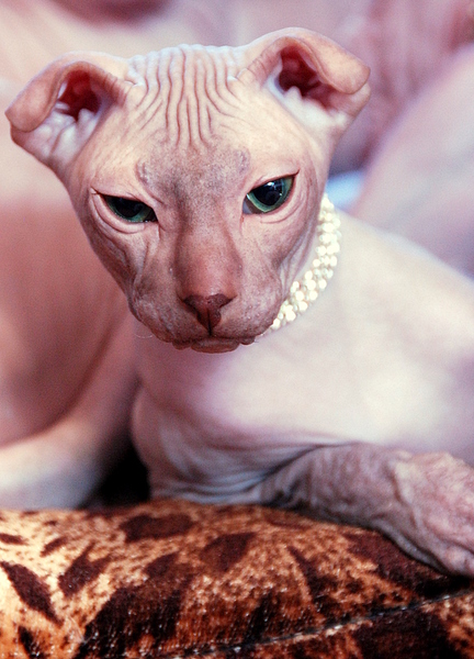 левкой с выраженными складками кожи