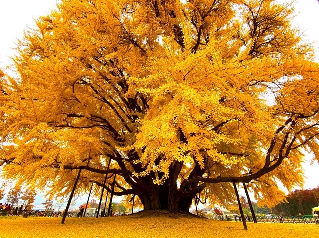 старое дерево гинкго