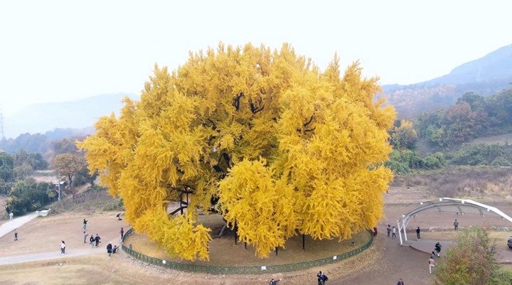 дерево в южной корее