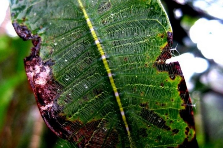 маскировка гусеницы маскировка гусеницы