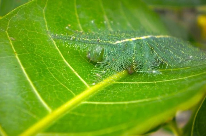 эвталия бесцветная эвталия бесцветная