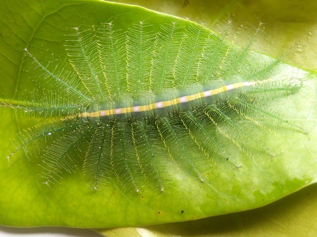 Гусеница Барон Гусеница Барон