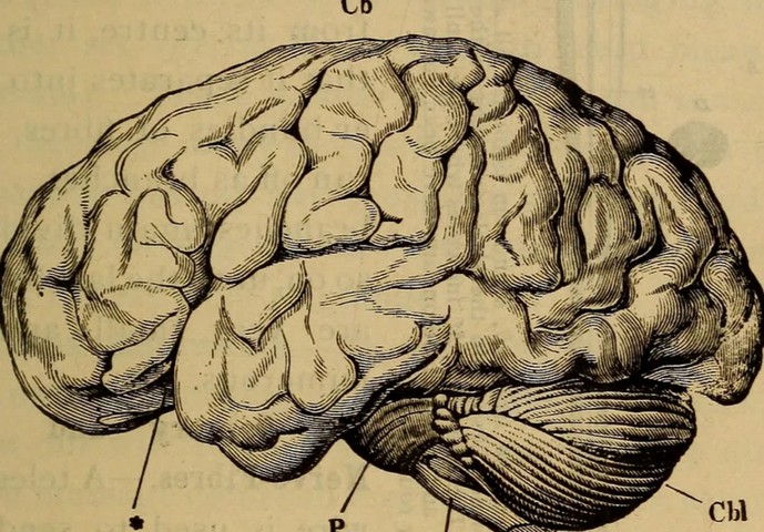 картинки мозга