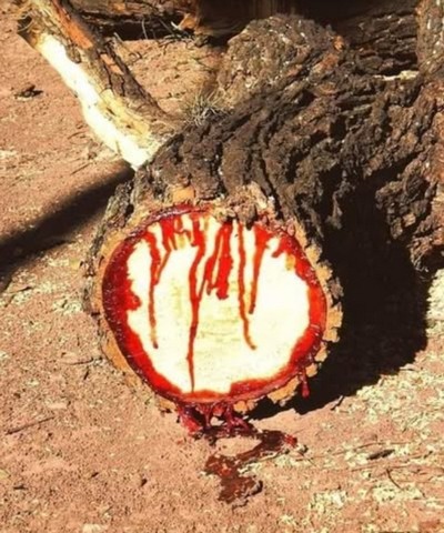 дерево кровоточит