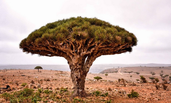 кровавое дерево