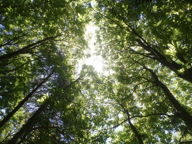 растения и воздух растения и воздух