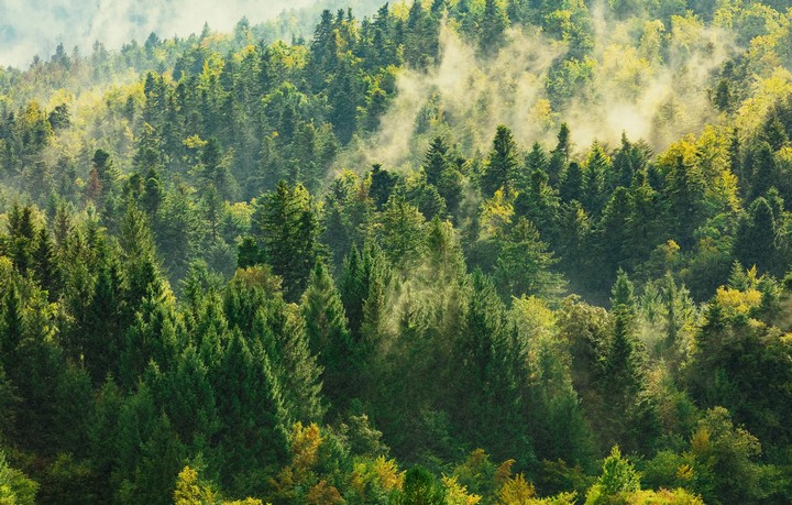 деревья дышат деревья дышат