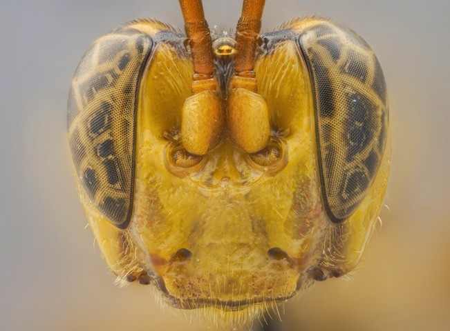 оса паразит