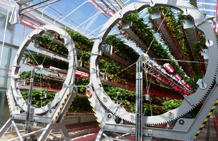 клубника от Дайсон клубника от Дайсон