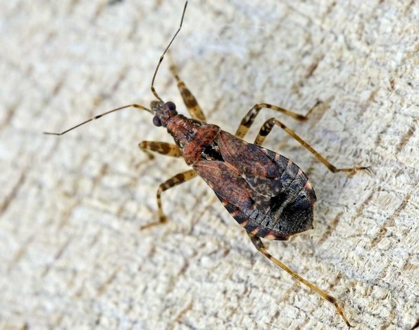 клопы-охотники клопы-охотники