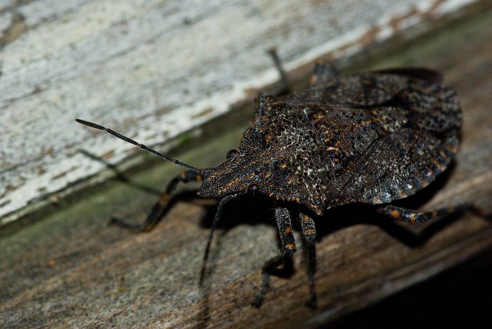 клоп-солдатик клоп-солдатик