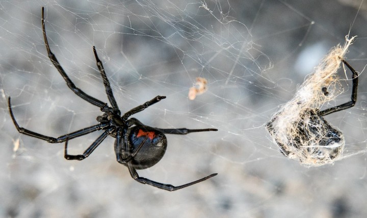 паутина черной вдовы
