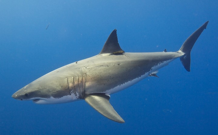 белая акула