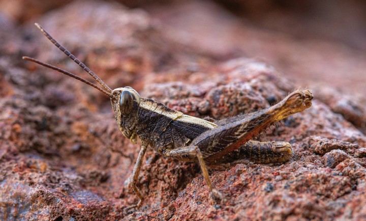 саранча монте-гордо саранча монте-гордо