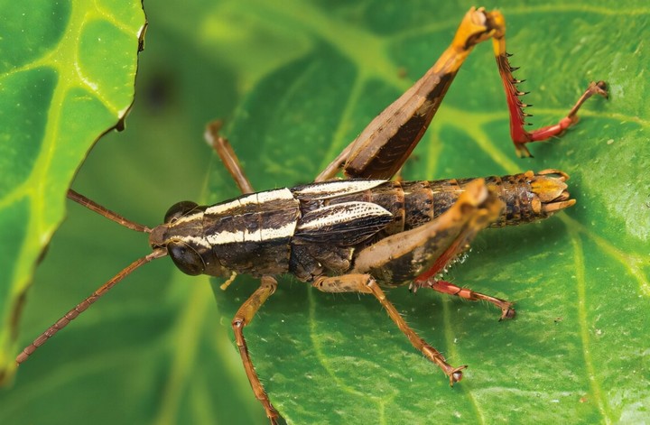 исчезнувший кузнечик исчезнувший кузнечик