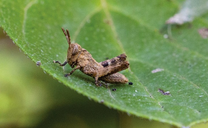 редкая саранча редкая саранча