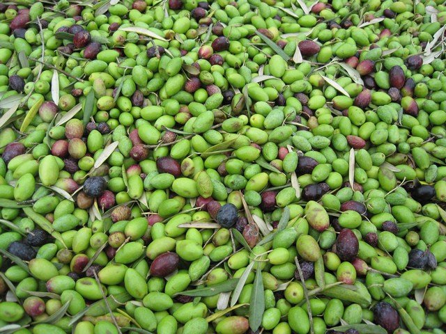 сбор оливок сбор оливок