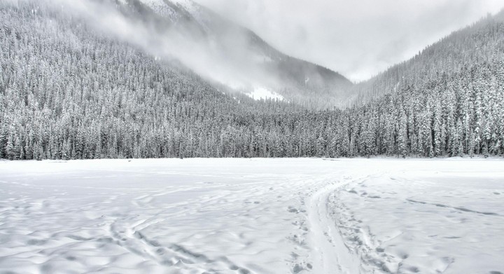 снежный лес снежный лес