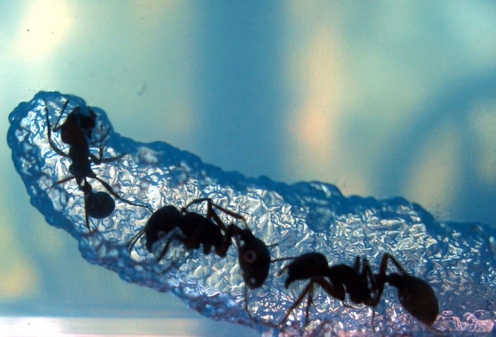 муравьи в воде муравьи в воде