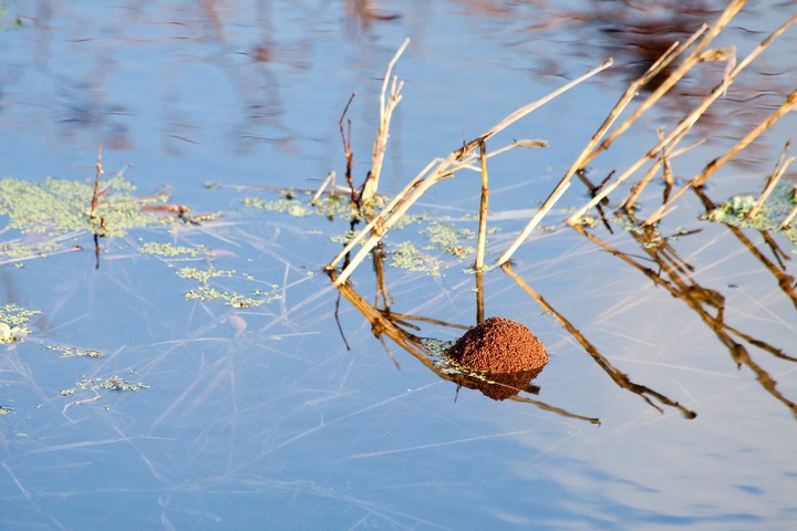 муравьи на воде