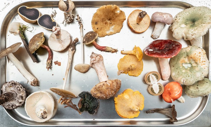 едим грибы едим грибы