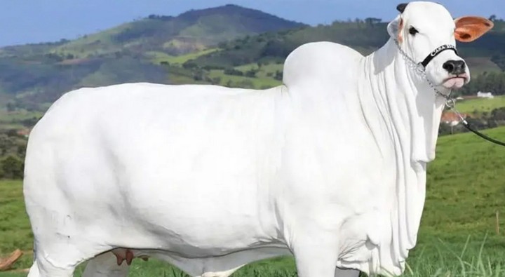 корова ватина-19 корова ватина-19