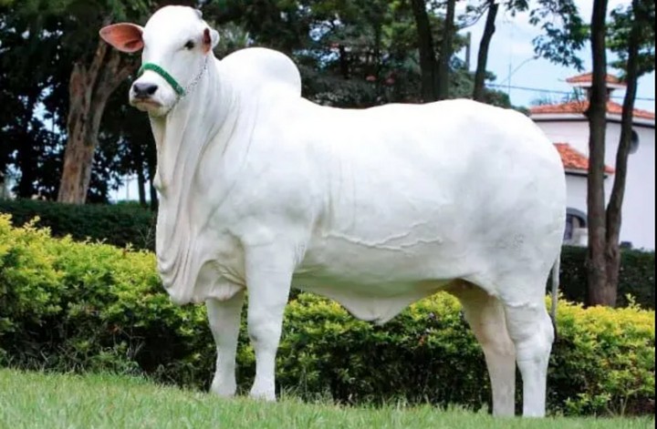 ватина-19 ватина-19