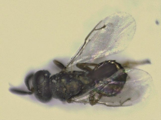 изумрудница