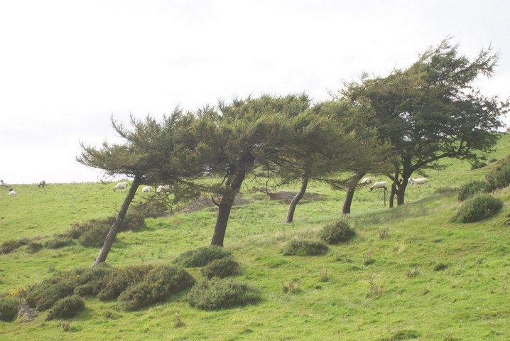 ветер и деревья ветер и деревья