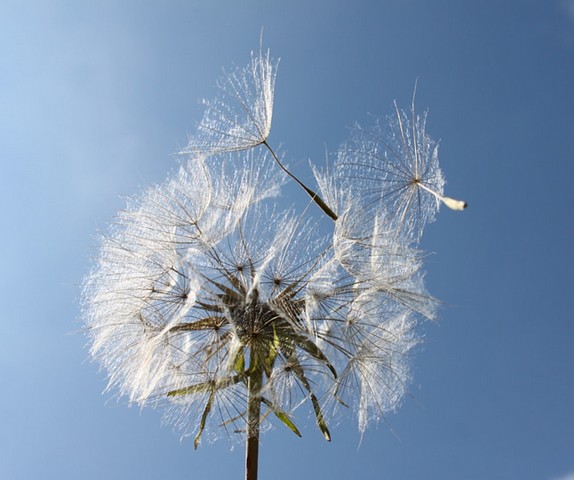 одуванчик под ветром одуванчик под ветром