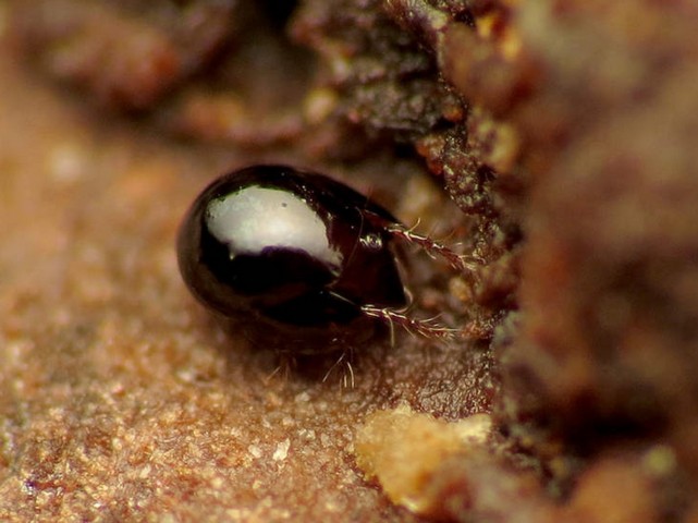 сильное существо