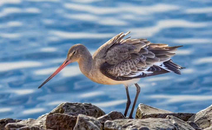 веретенник рекордсмен