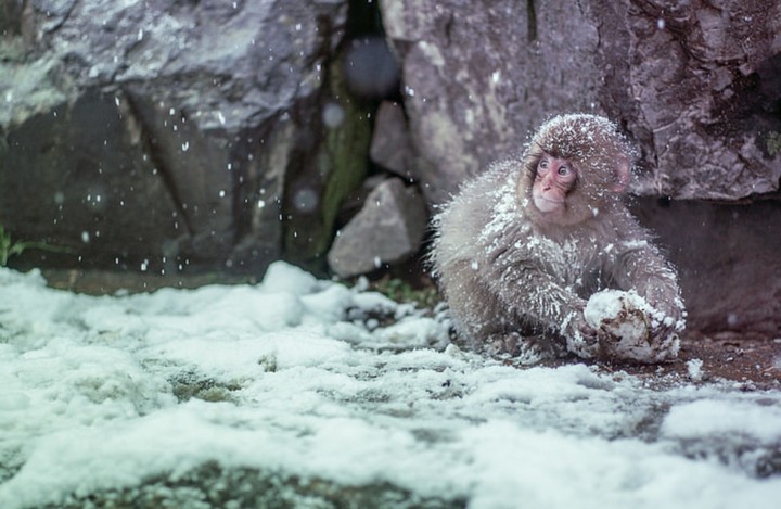 примату хоодно