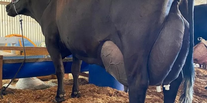 корова джироландо