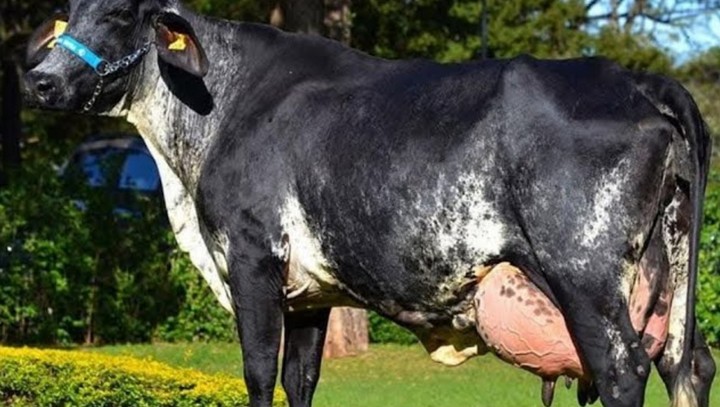 корова и надой