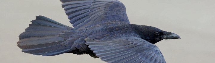 ворон в полете