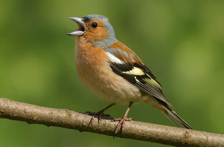 птичка поет