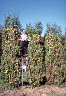 рекордные помидоры