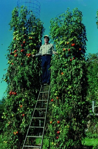 огромные кусты томатов